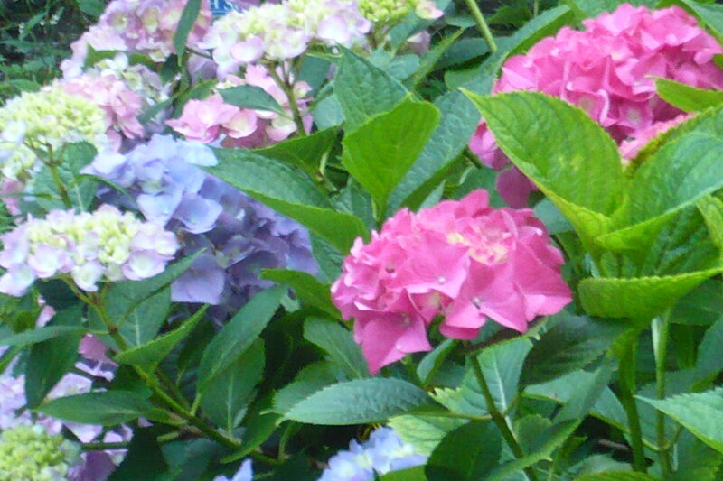 colorful hydrangea flowers