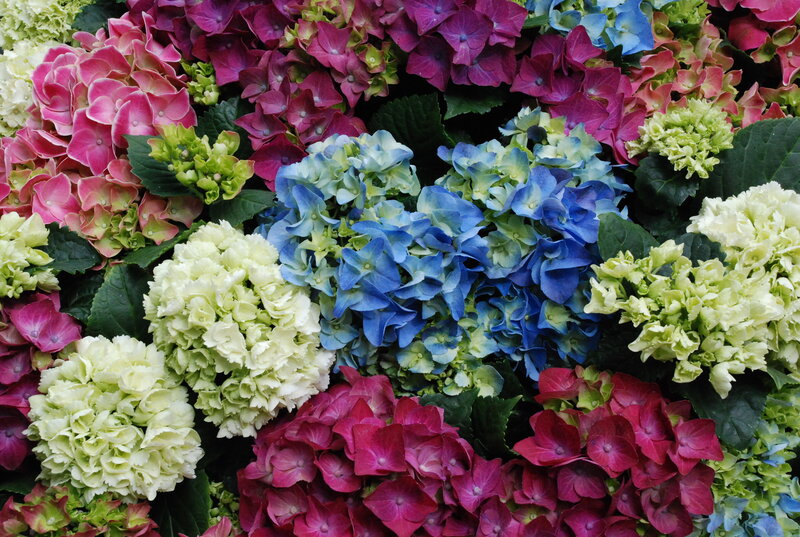 Colorful Hydrangea Flowers — Blue