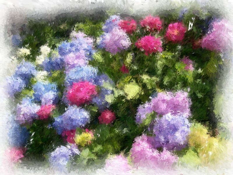 Colorful Hydrangea Flowers — Pink, Calm