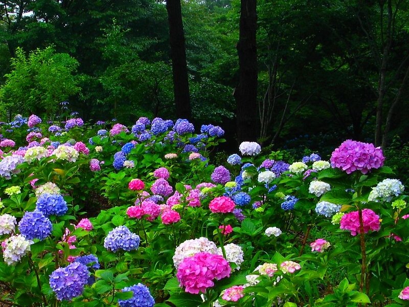 Colorful Hydrangea Flowers — Pink, Serene