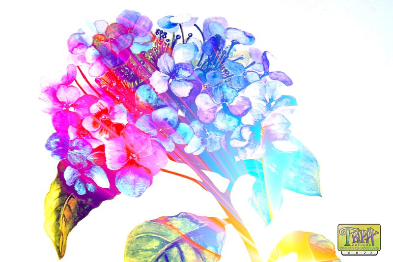 Colorful Hydrangea Flowers — Pink