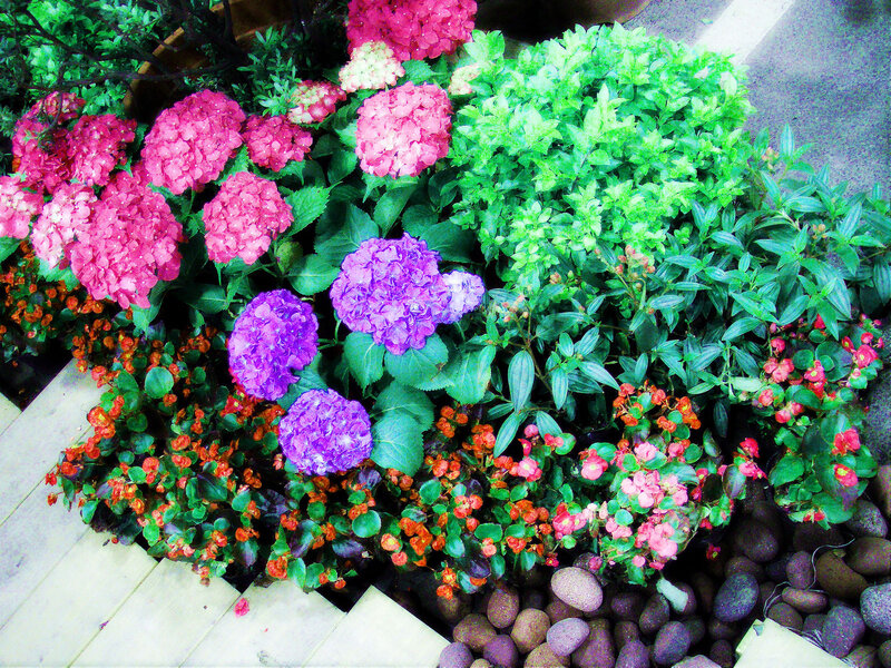 Colorful Hydrangea Flowers — Pink, Vibrant, Summer