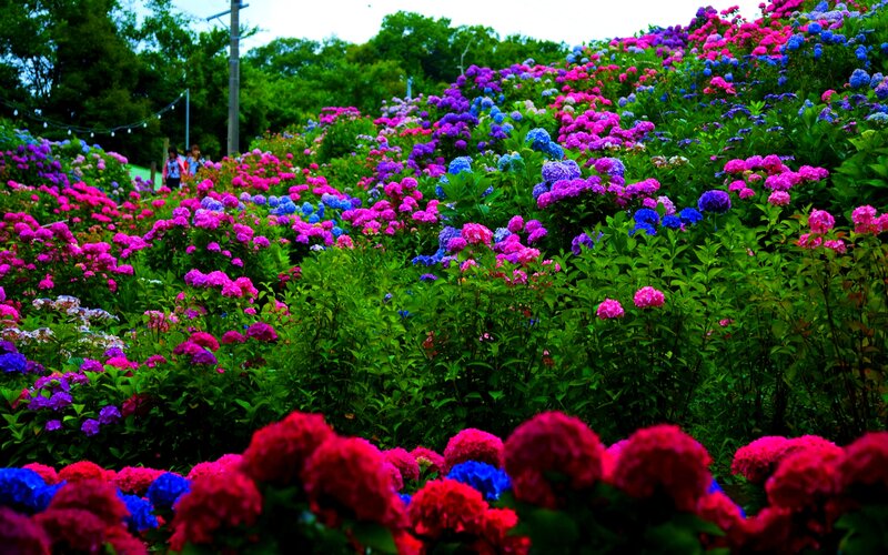Colorful Hydrangea Flowers — Pink, Vibrant