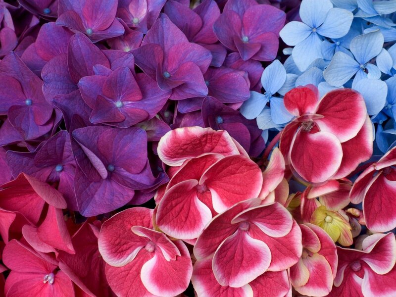 Colorful hydrangea flowers