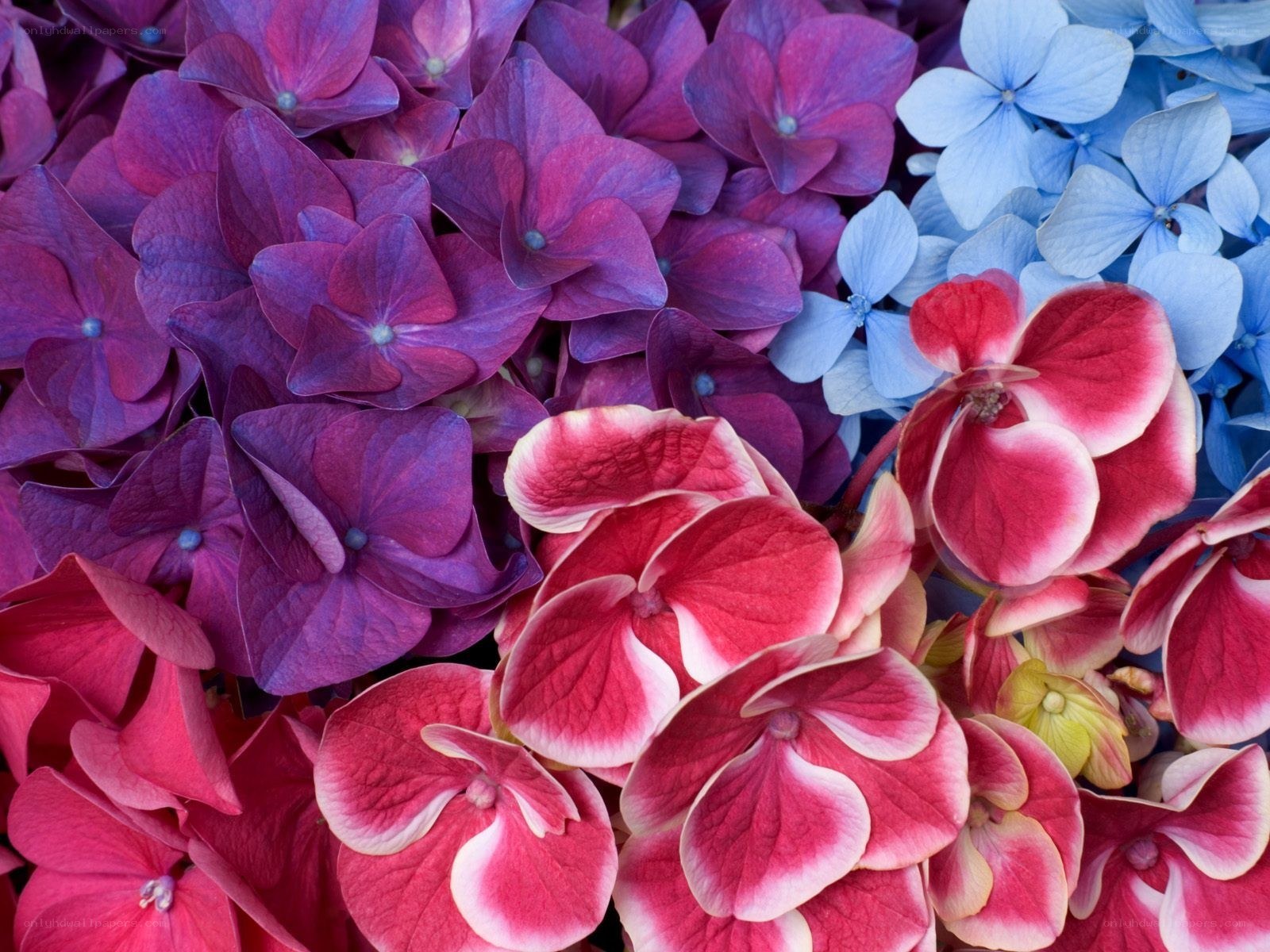Colorful hydrangea flowers