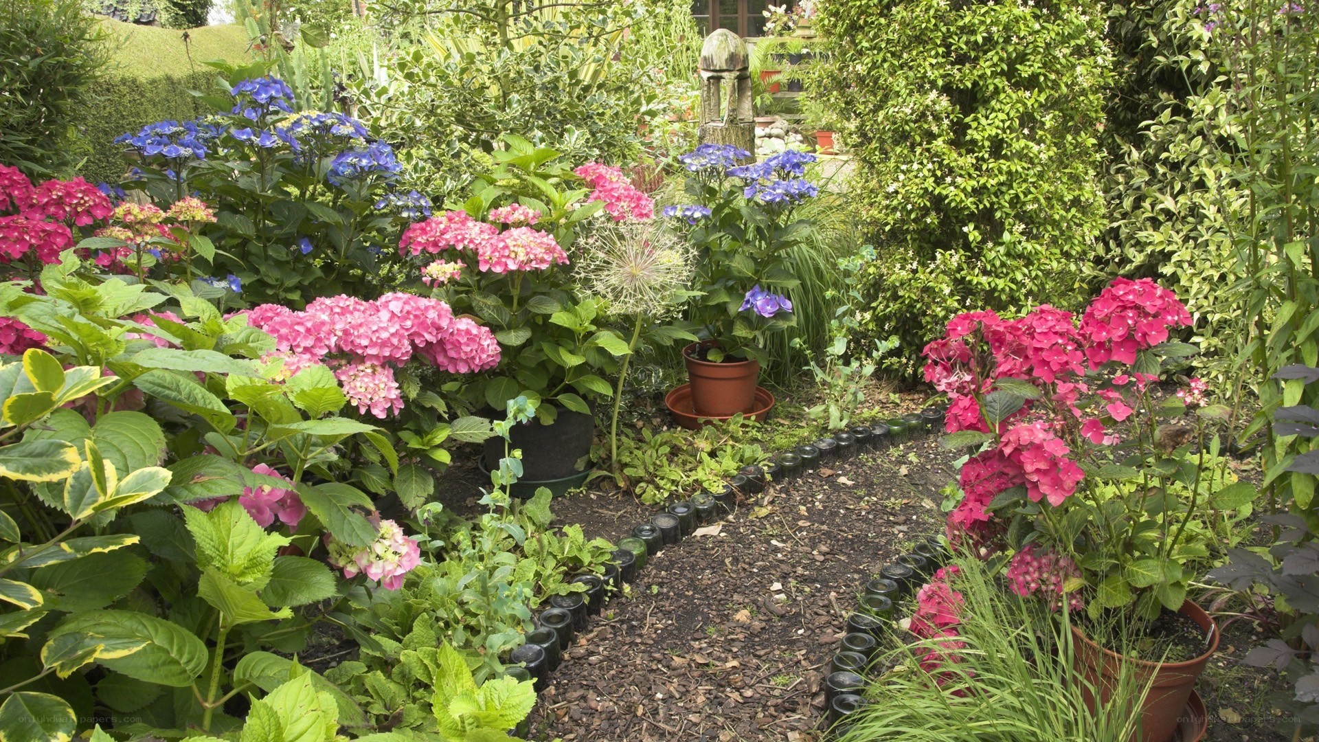 colorful hydrangea garden