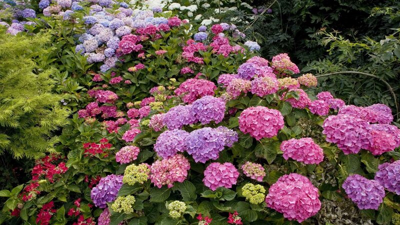 Colorful hydrangea garden