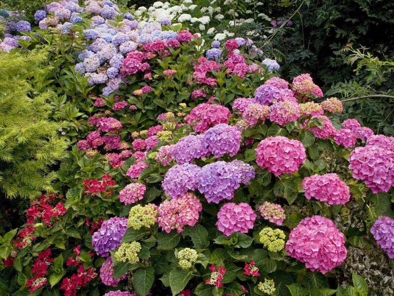 Colorful hydrangea garden