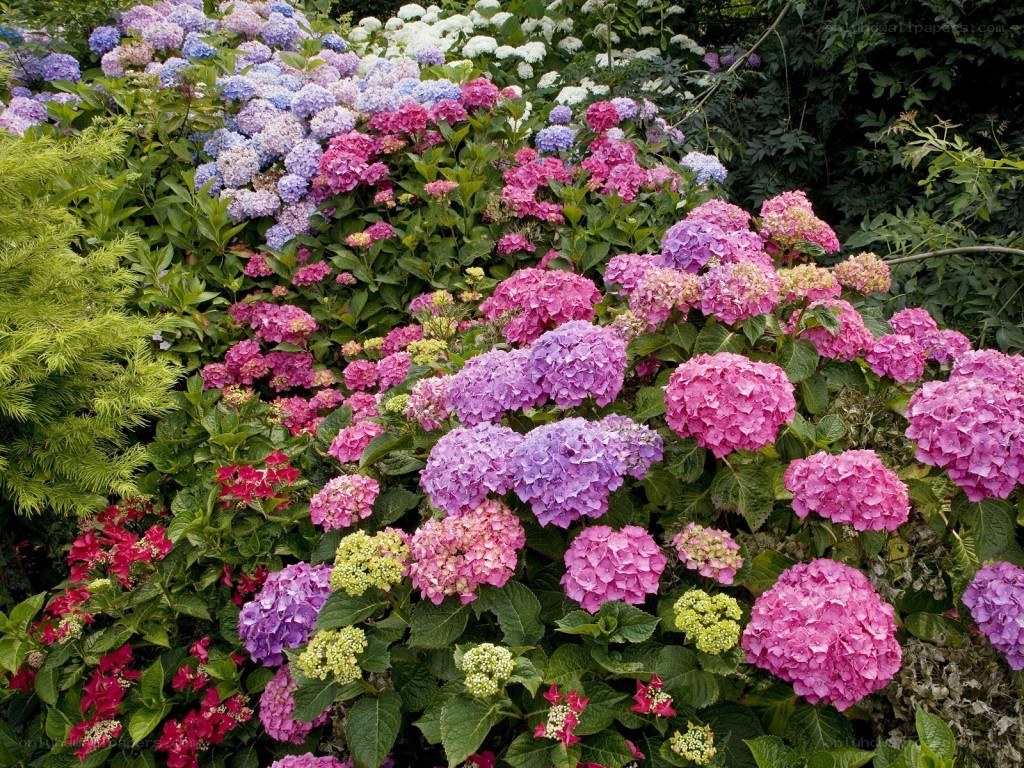 Colorful hydrangea garden