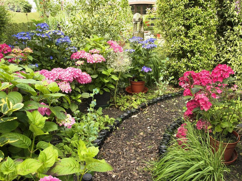 Colorful Hydrangea Garden — Pink, Serene