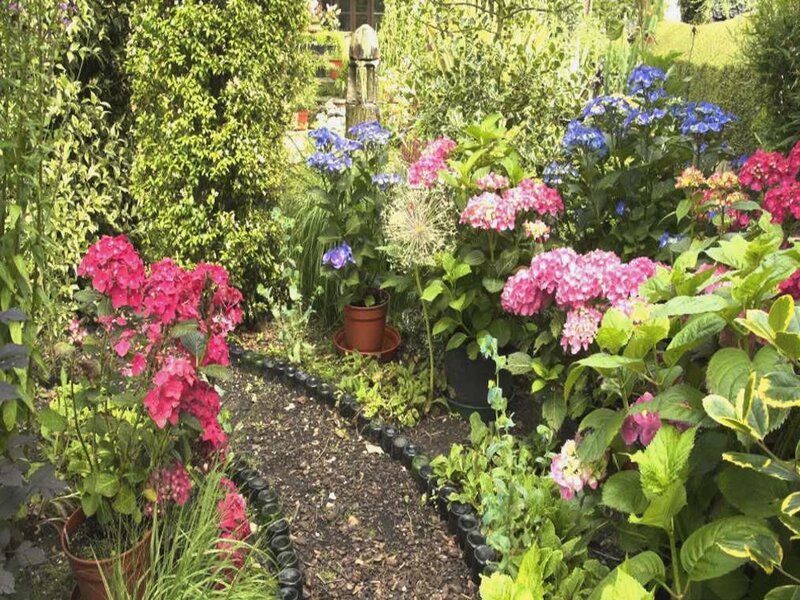 Colorful Hydrangea Garden — Pink