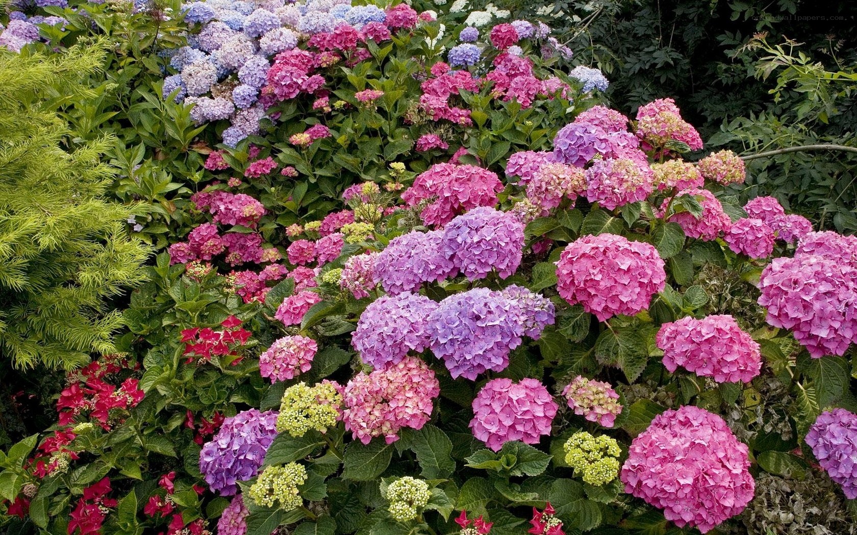 Colorful hydrangea garden