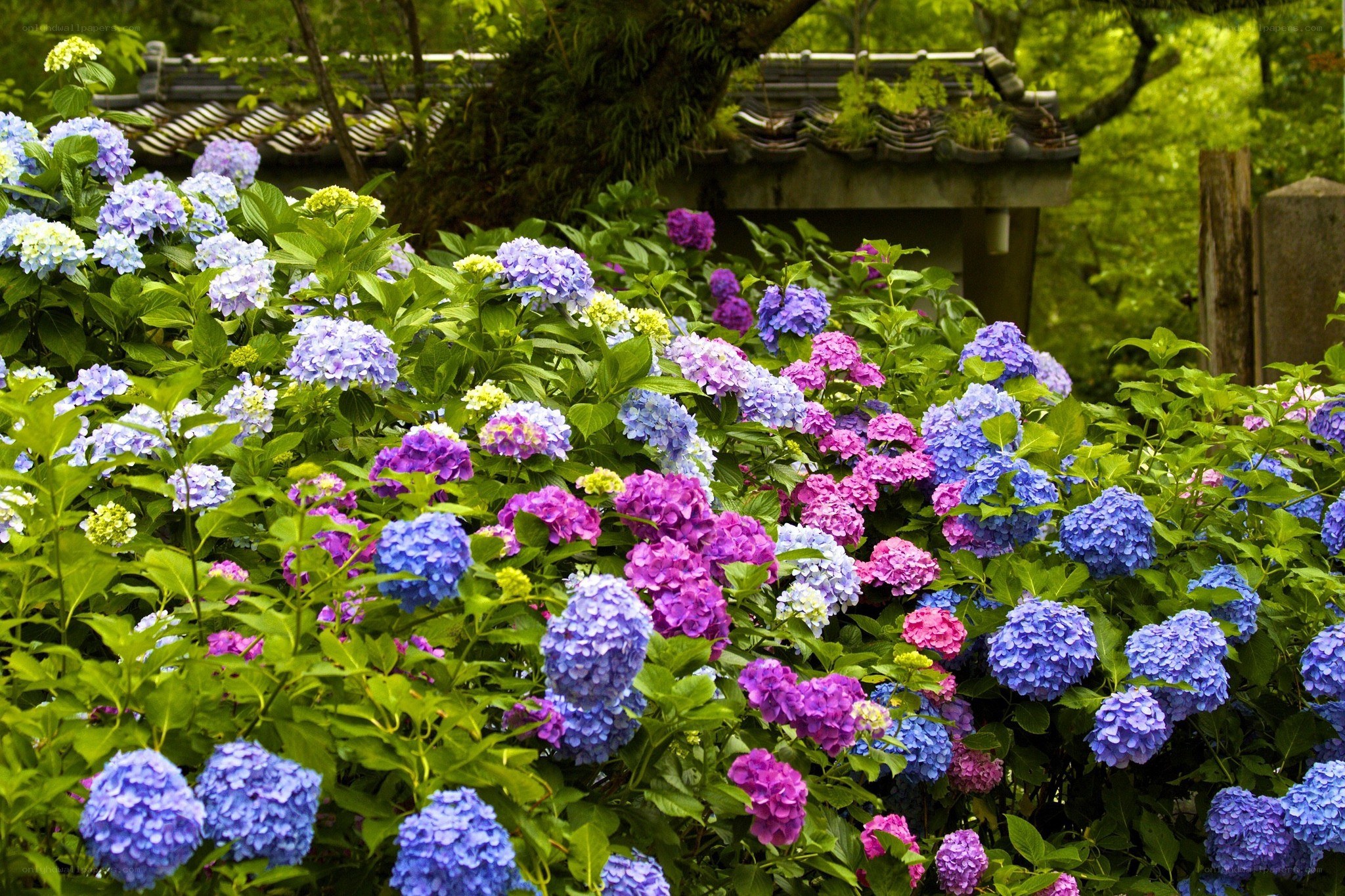 Colorful hydrangeas in a garden
