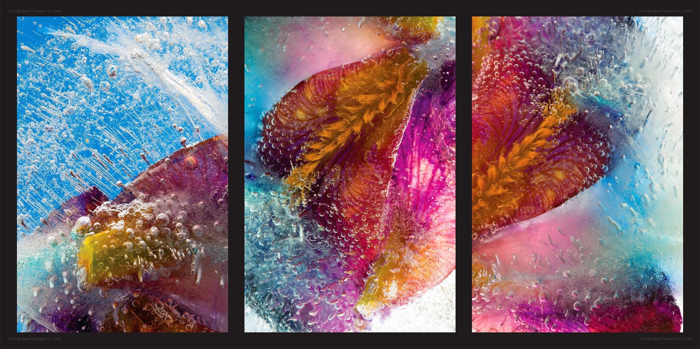 Colorful ice flower triptych