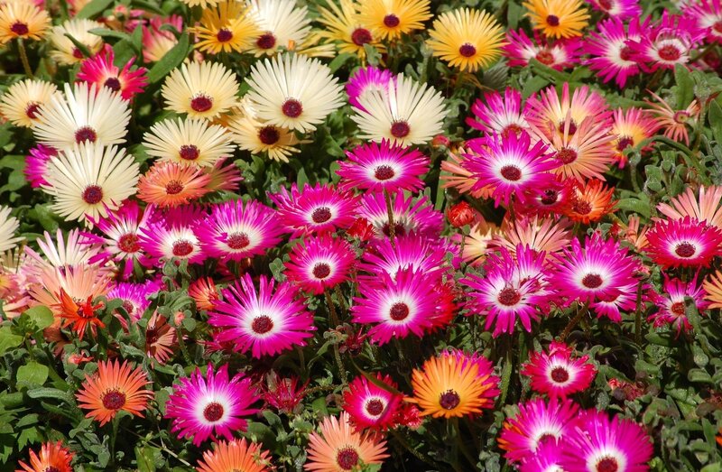 Colorful Ice Plants