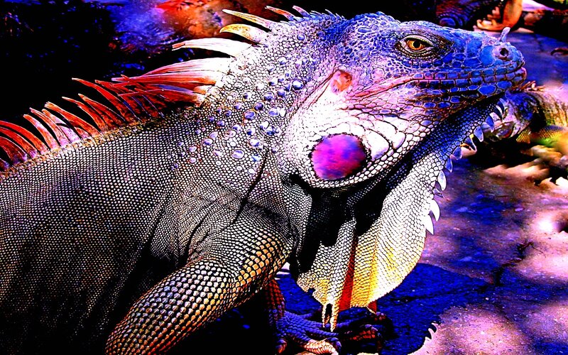 colorful iguana close-up