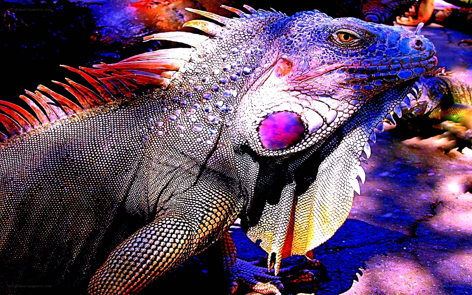 colorful iguana close-up