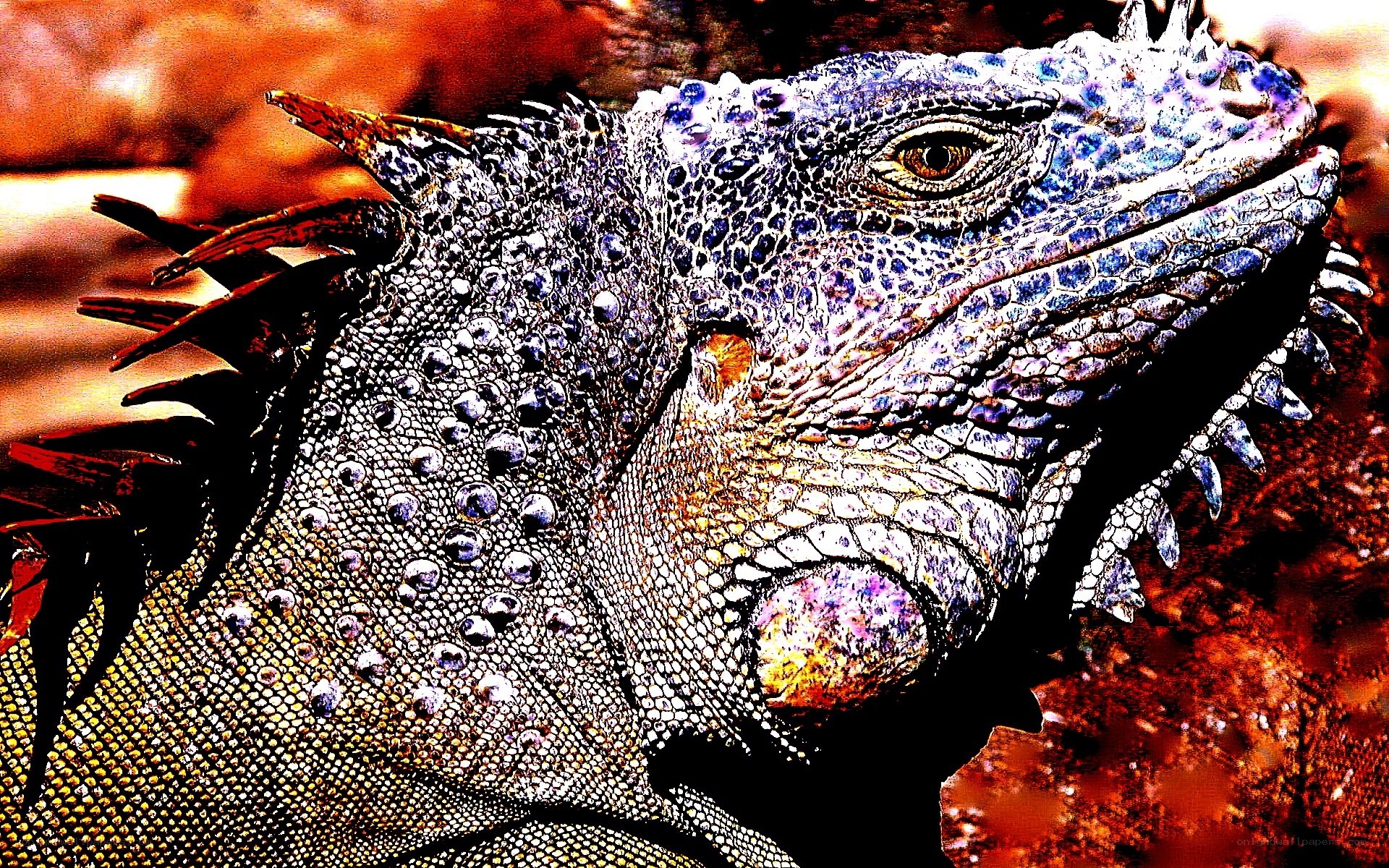 colorful iguana close-up