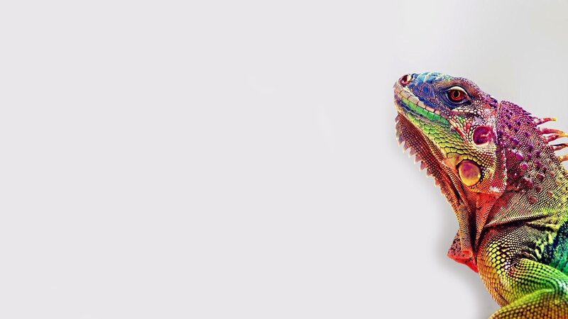 Colorful Iguana Head