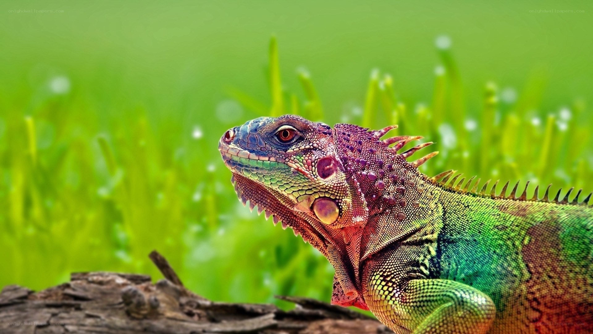 Colorful iguana in grass