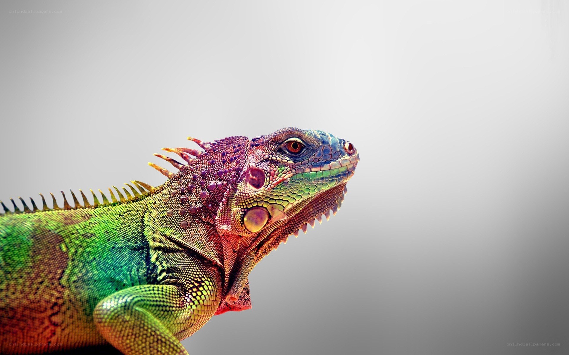 Colorful iguana portrait
