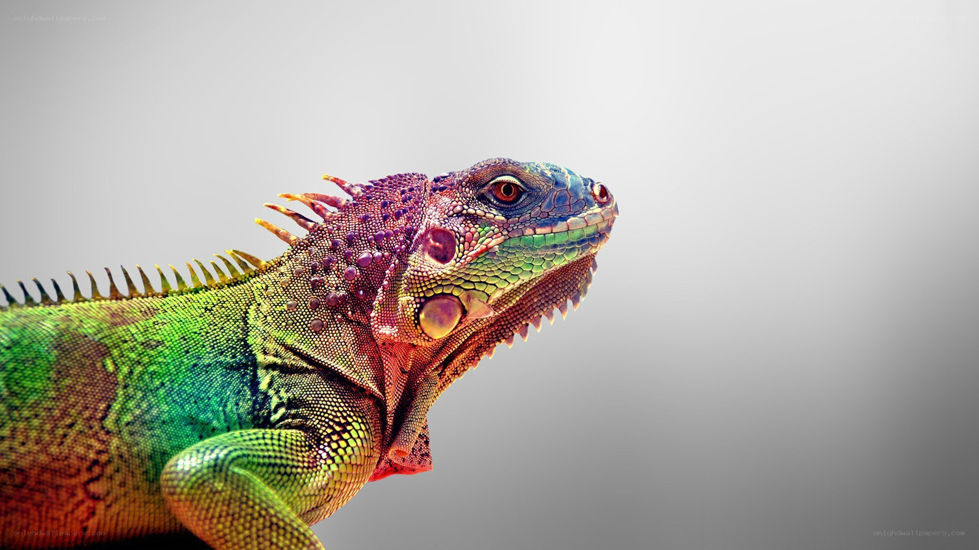 colorful iguana portrait