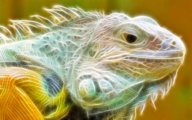 colorful iguana portrait