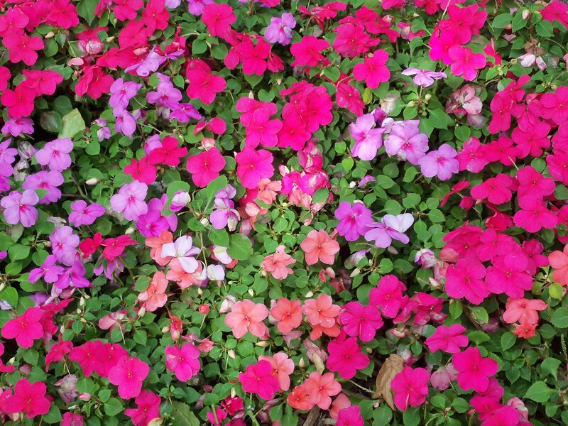 Colorful impatiens flowers