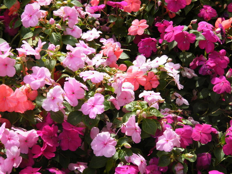 Colorful Impatiens Flowers — Pink