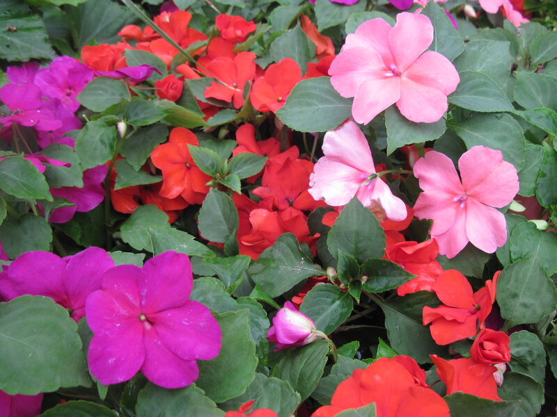 Colorful Impatiens Flowers — Pink, Vibrant