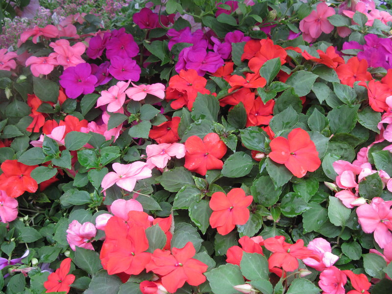 Colorful Impatiens Flowers — Red