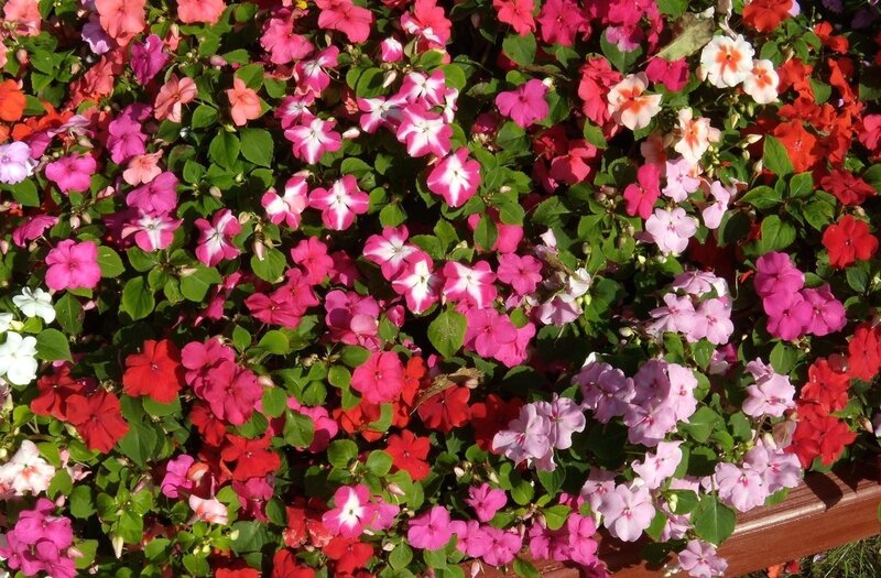 colorful impatiens flowers