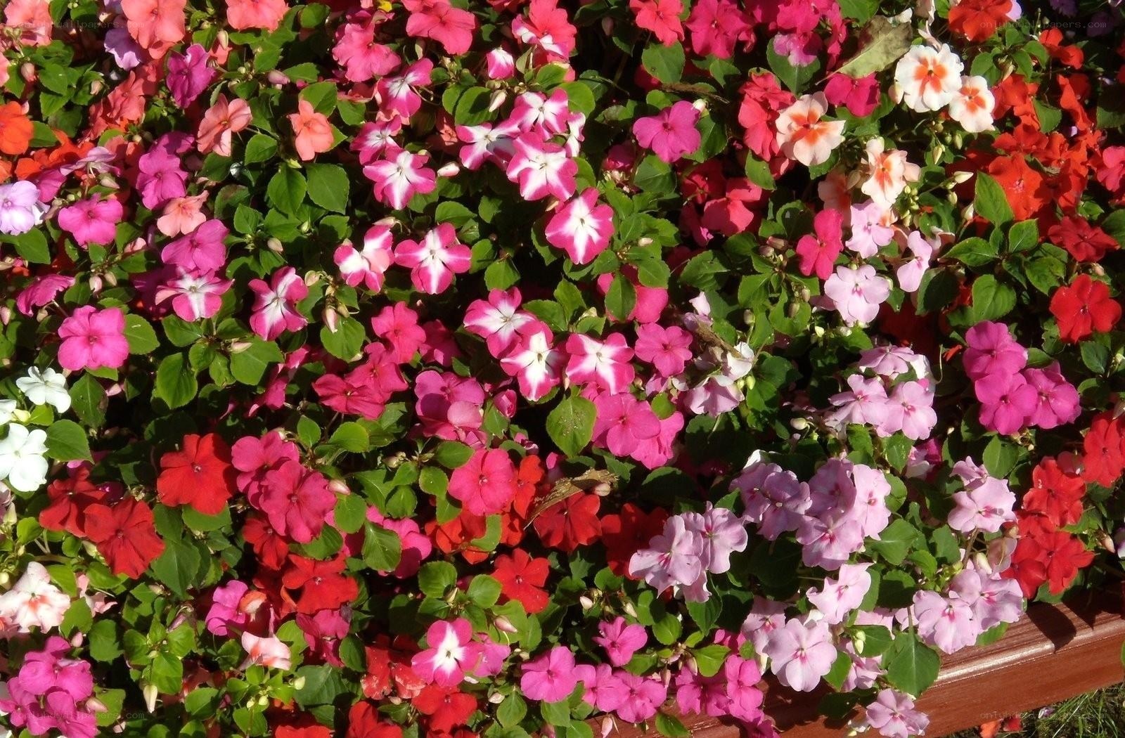 colorful impatiens flowers