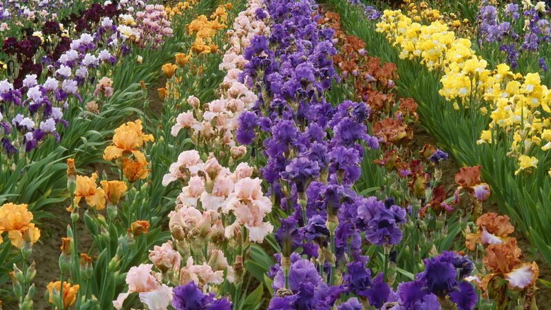 Colorful iris flower field