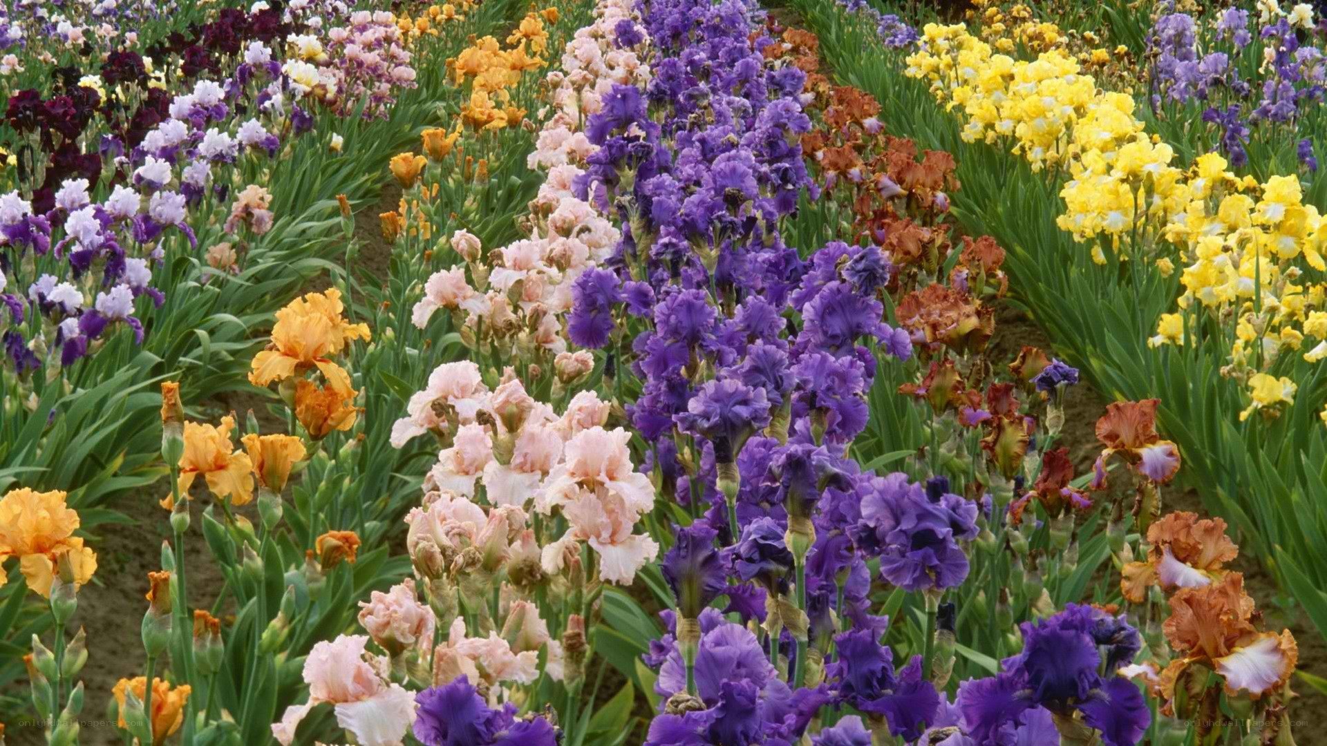 Colorful iris flower field