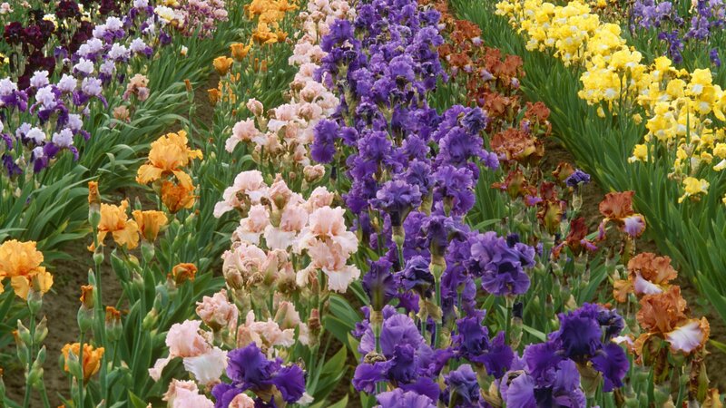 Colorful iris flower garden