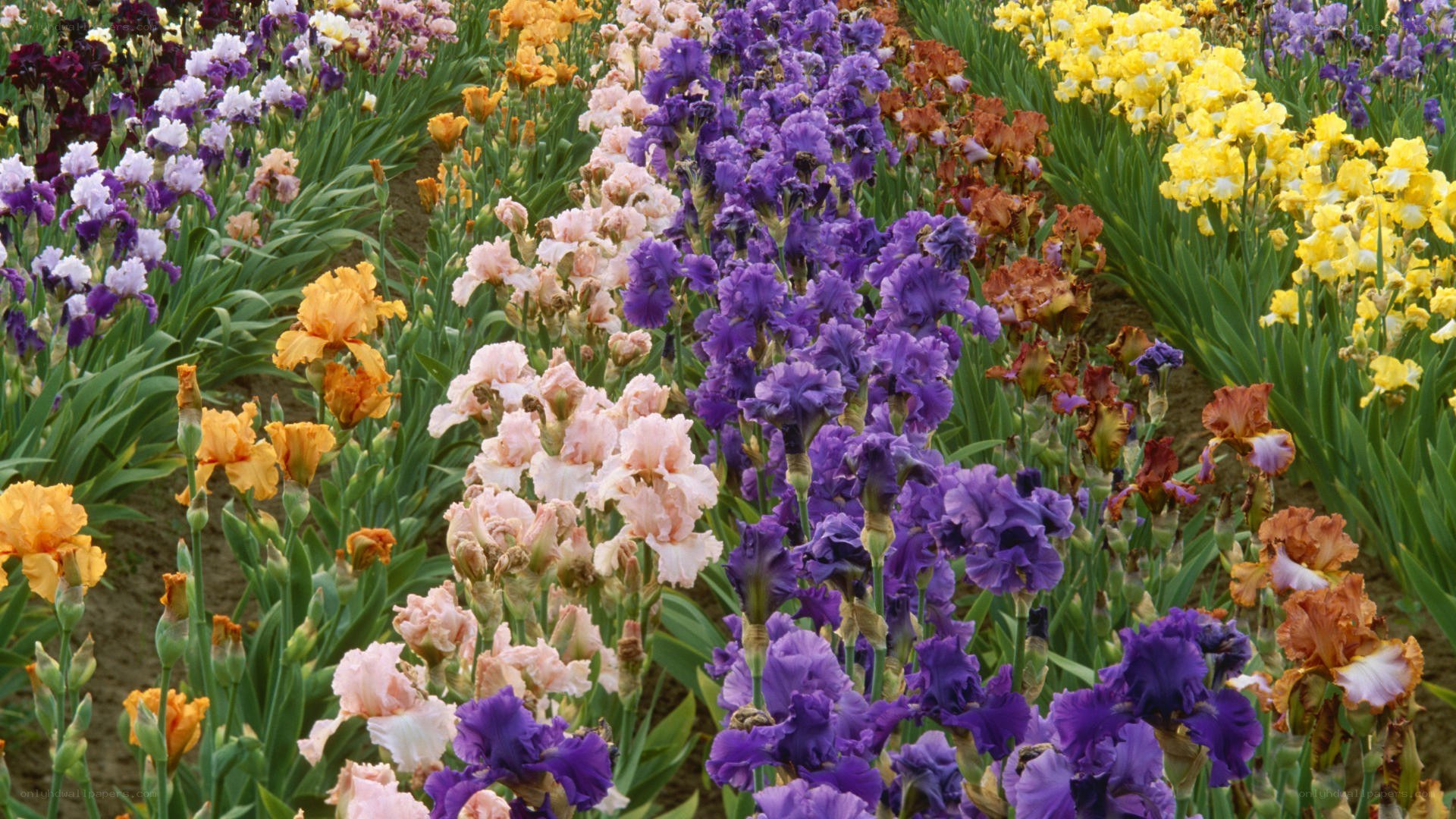 Colorful iris flower garden