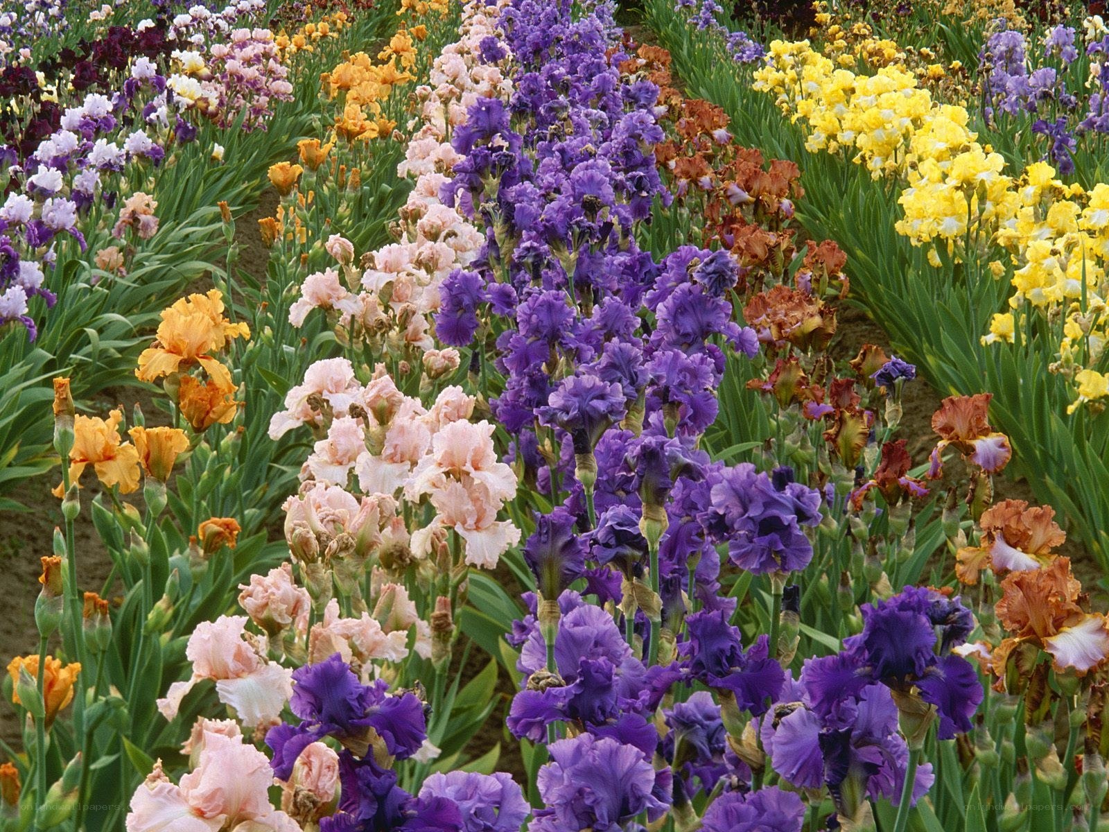 Colorful iris flower garden