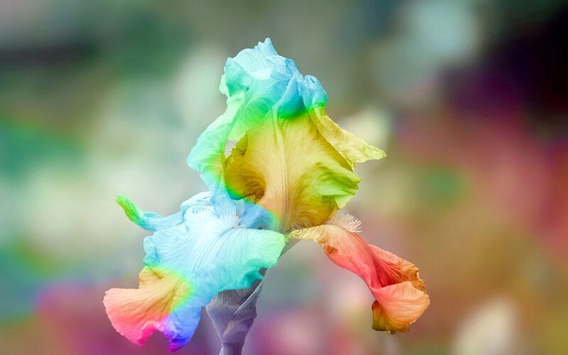 Colorful Iris Flower
