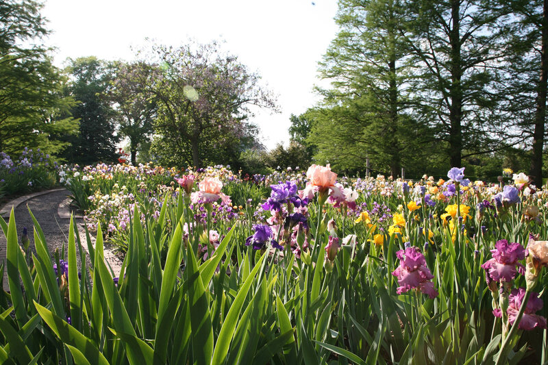 Colorful Iris Flowers — Green