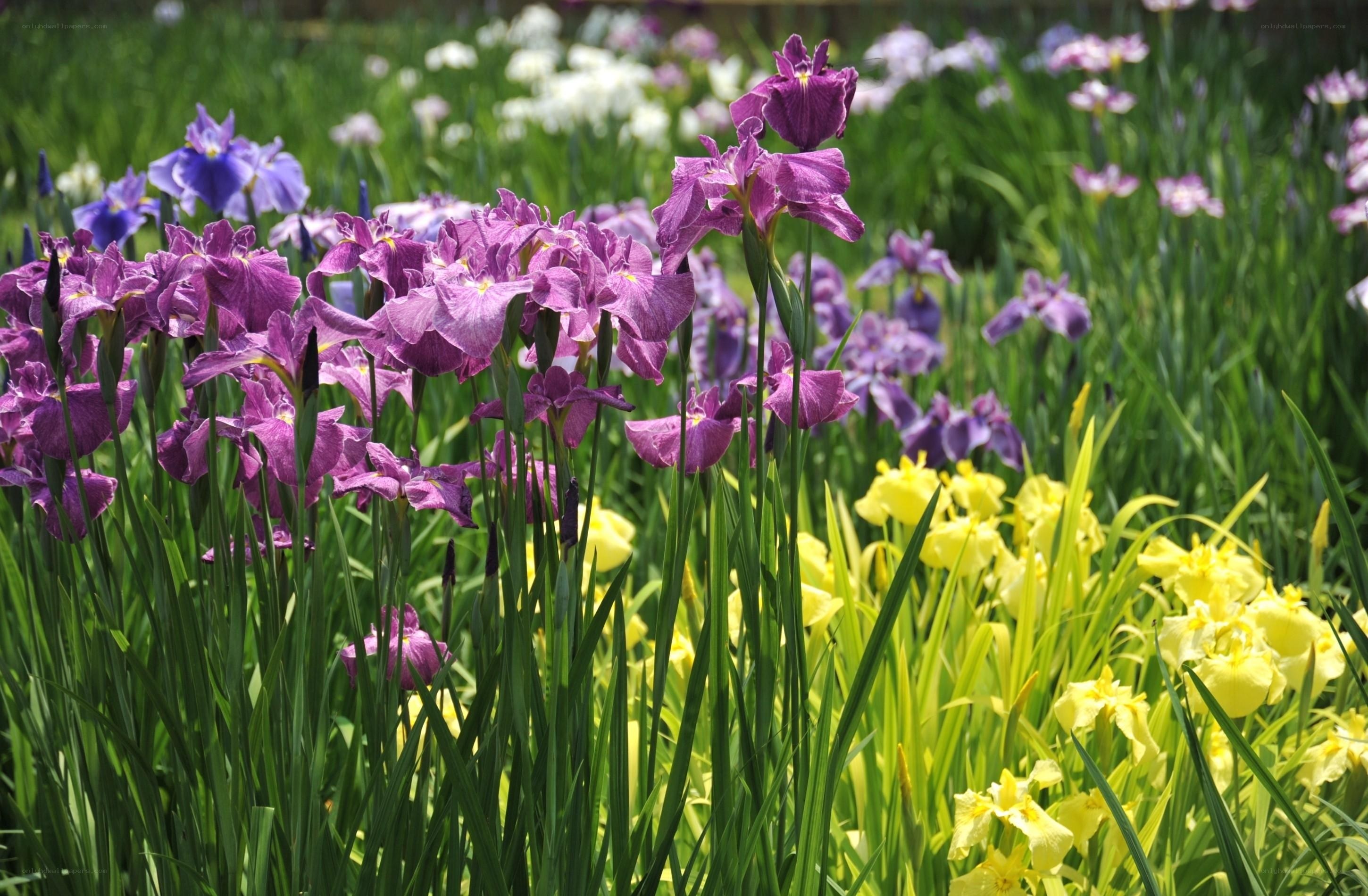 Colorful iris flowers in a garden