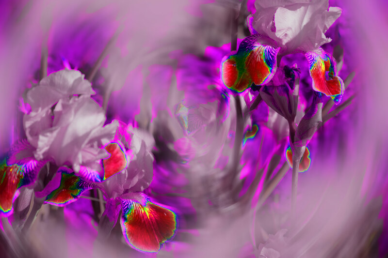 Colorful Iris Flowers — Purple, Dreamy