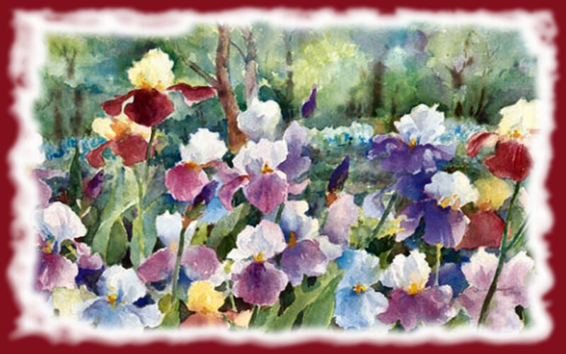 Colorful Iris Flowers — Purple, Serene, Spring