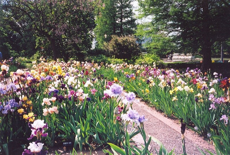 Colorful Iris Flowers — Purple, Serene, Summer