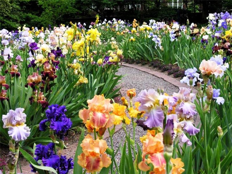 Colorful Iris Flowers — Purple, Serene