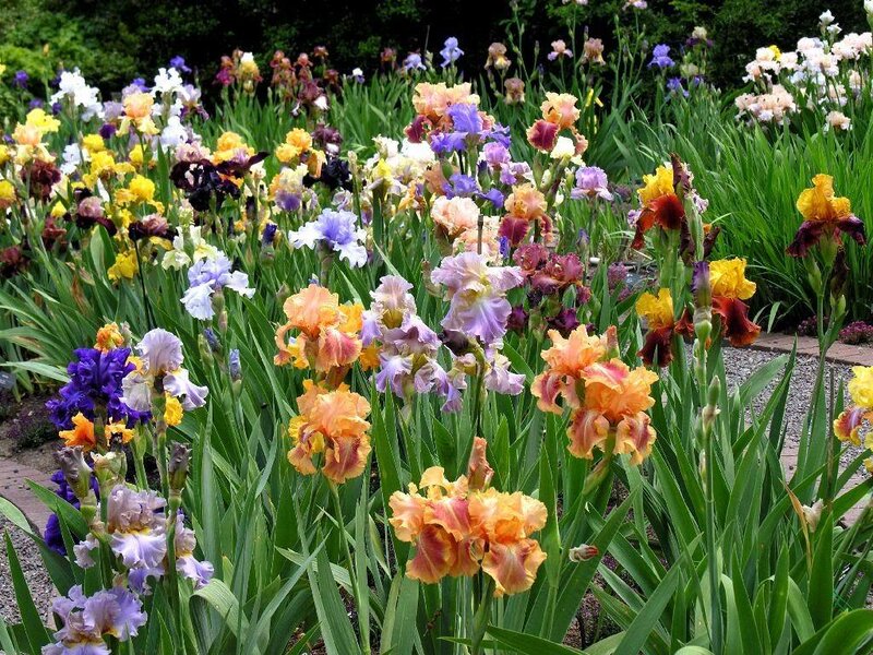 Colorful Iris Flowers — Purple