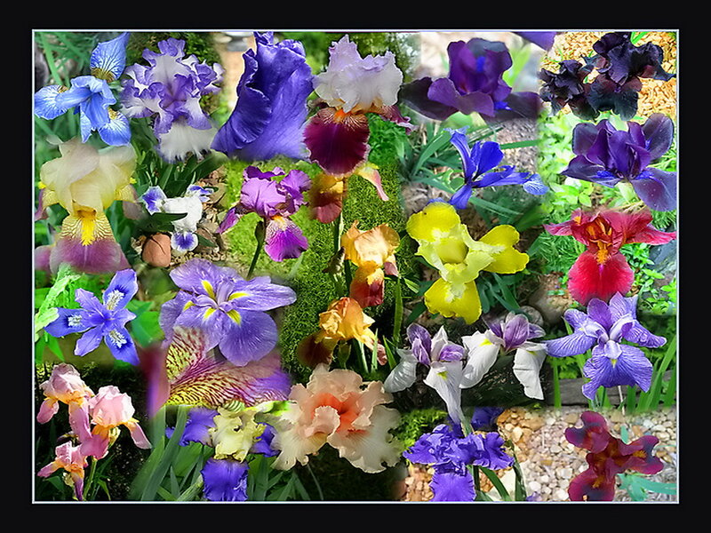 Colorful Iris Flowers — Purple, Vibrant, Spring
