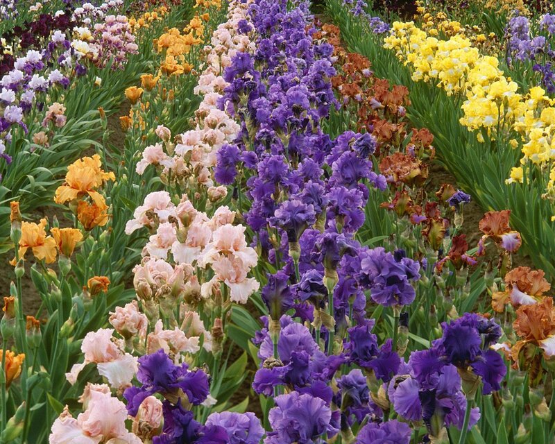 Colorful Iris Flowers — Purple, Vibrant