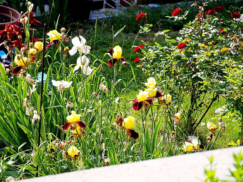 Colorful Iris Flowers — Yellow