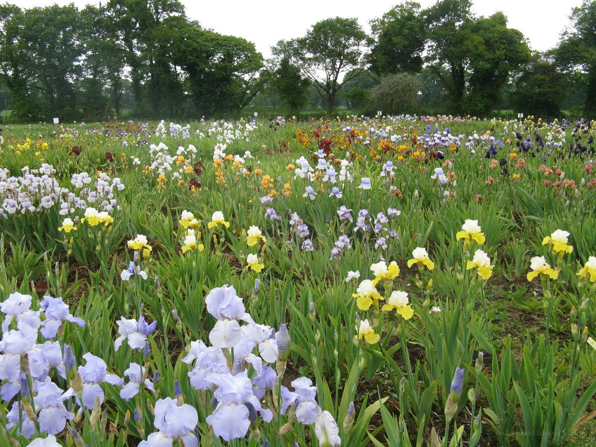 Colorful iris garden field